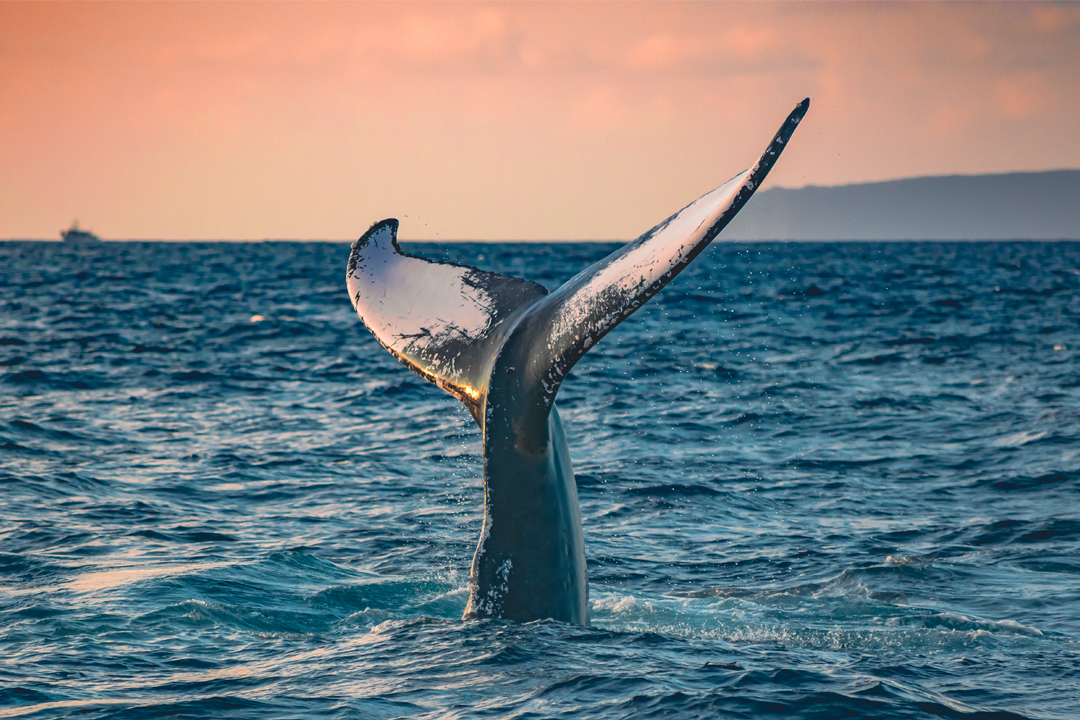 A rosy gold sunset off the coast of Maui, Hawaii with a whale's tail breaching from the water in the foreground.