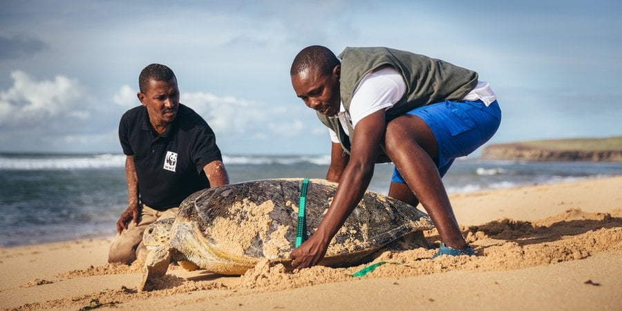 Two people examine a sea turtle on a beach