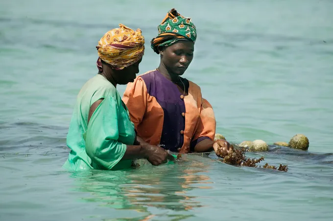 Two women stand in the ocean harvesting seaweed